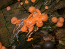 Lycogala epidendron